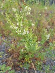 Melilotus albus