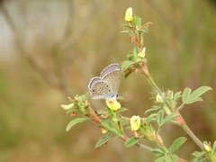 Hemiargus hanno hanno