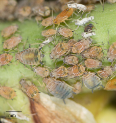 Aphis