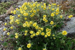 Potentilla uniflora