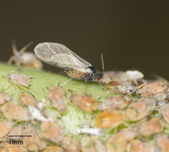 Aphis