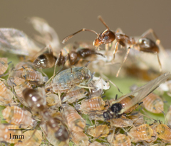 Aphis