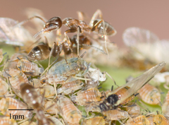 Aphis