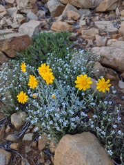 Eriophyllum lanatum integrifolium