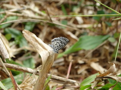 Leptotes cassius cassius