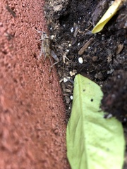 Gryllodes sigillatus