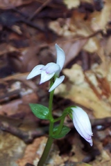 Triphora trianthophoros trianthophoros
