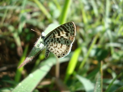 Leptotes cassius cassius