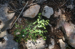 Euphorbia taurinensis