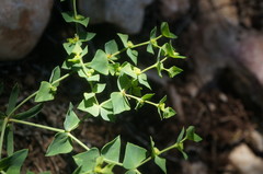 Euphorbia taurinensis