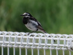 Motacilla alba lugens