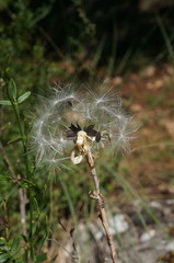 Lactuca tuberosa