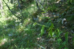 Vincetoxicum jailicola