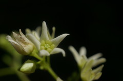 Vincetoxicum jailicola