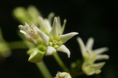 Vincetoxicum jailicola