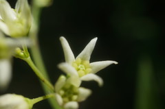 Vincetoxicum jailicola