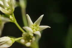 Vincetoxicum jailicola