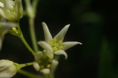 Vincetoxicum jailicola