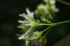 Vincetoxicum jailicola