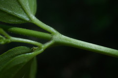 Vincetoxicum jailicola