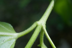 Vincetoxicum jailicola