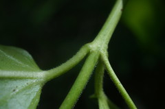 Vincetoxicum jailicola