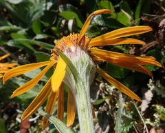 Tephroseris lindstroemii