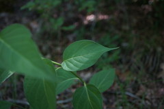 Vincetoxicum jailicola