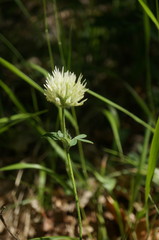 Trifolium caucasicum