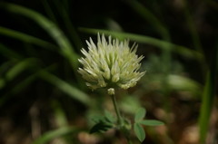 Trifolium caucasicum