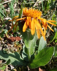 Tephroseris lindstroemii