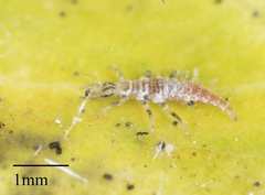Neuroptera