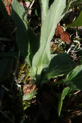 Tephroseris lindstroemii