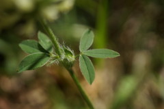 Trifolium caucasicum