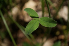 Trifolium caucasicum