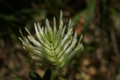 Trifolium caucasicum