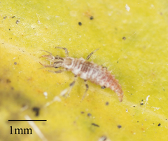 Neuroptera