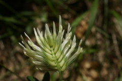Trifolium caucasicum