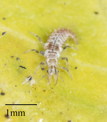 Neuroptera