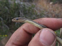 Salvadora hexalepis hexalepis