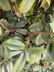 Magnoliopsida