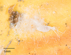 Arthropoda