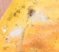 Arthropoda