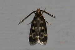Martyringa latipennis