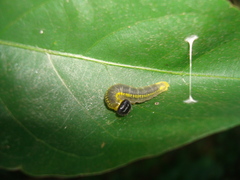 Hesperiidae