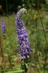 Veronica steppacea
