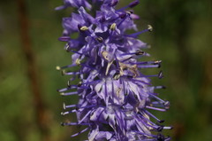 Veronica steppacea