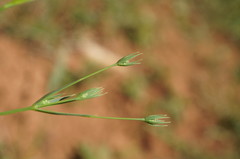 Bupleurum gerardi
