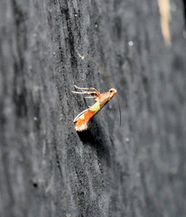 Caloptilia bimaculatella