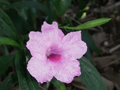 Ruellia simplex